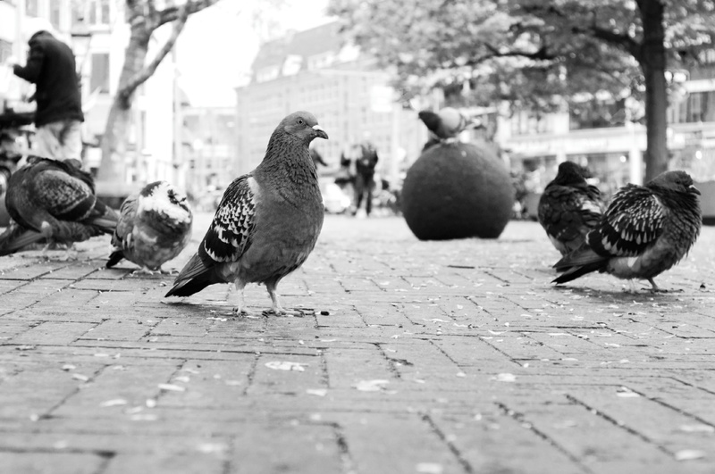 being a pigeon