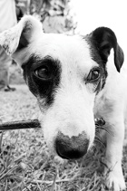 doggiedog