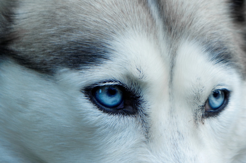 husky