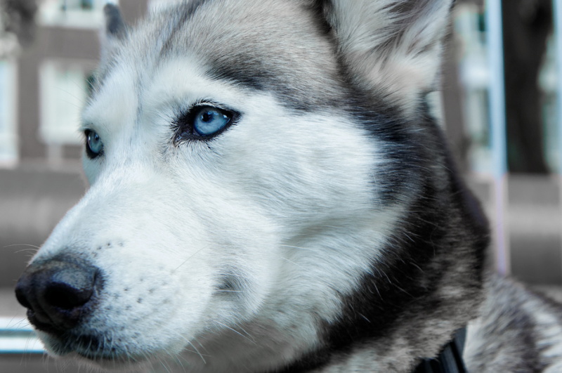 husky