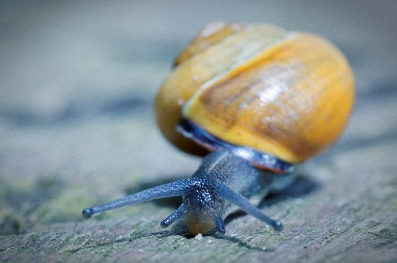 snail