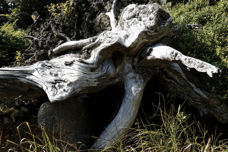 stump