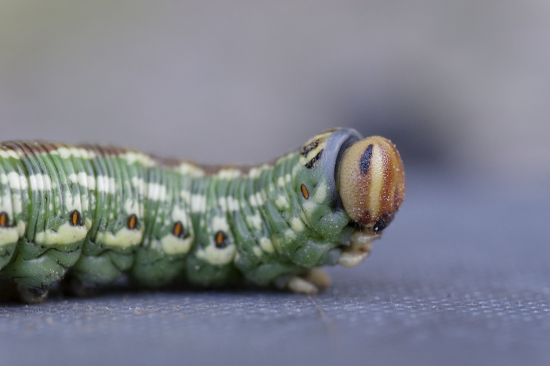 caterpillar