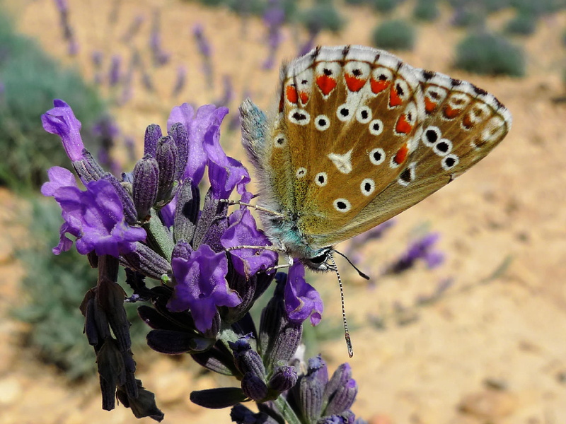 butterfly