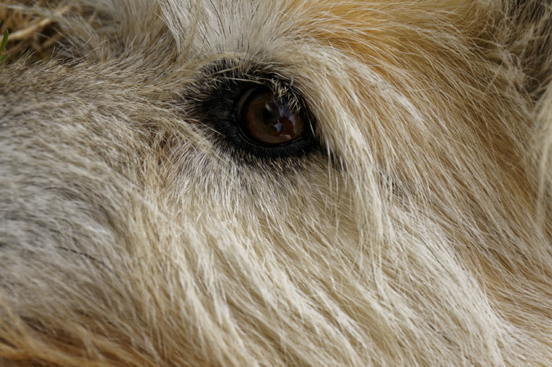 eye