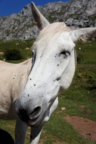 horse with flies