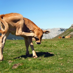 animals