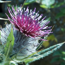 vegetation