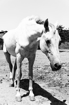 horse with no name
