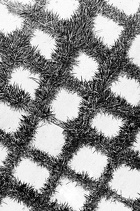 grass
