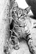 cat