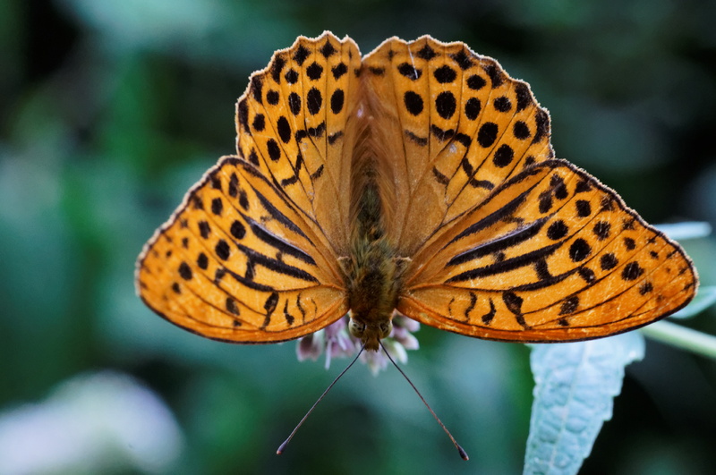 Argynnis paphia, male
