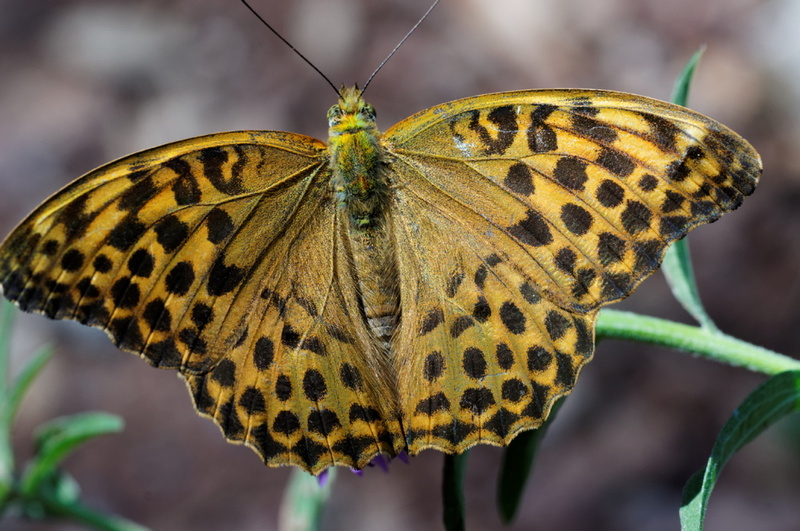 Argynnis paphia, female