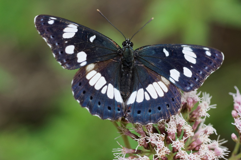 Limenitis camilla