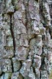 silent bark