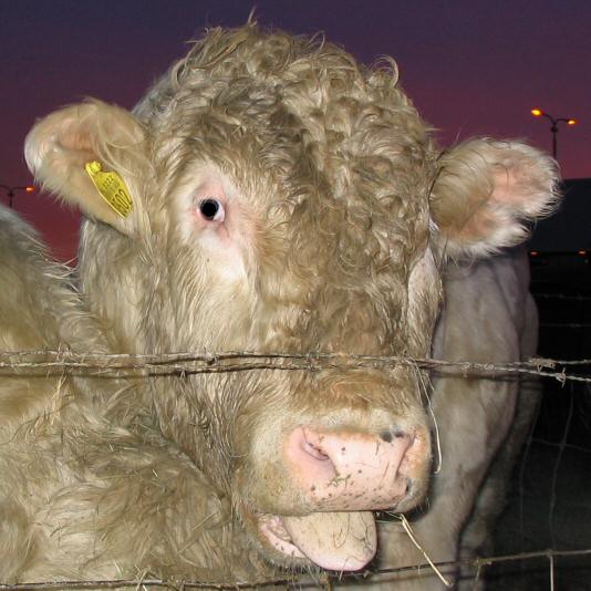 Bull in Rijswijk, stier