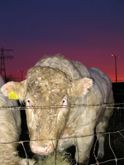 Bull in Rijswijk, stier