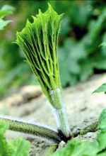 Berenklauw hogweed, cow parsnip