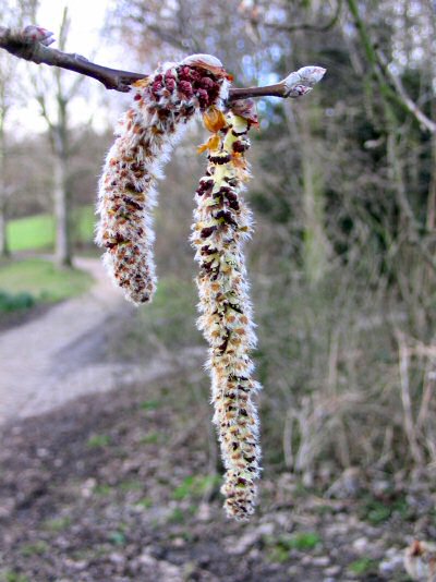 catkins